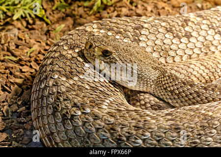 Schlange im Terrarium - levantinischen viper Stockfoto