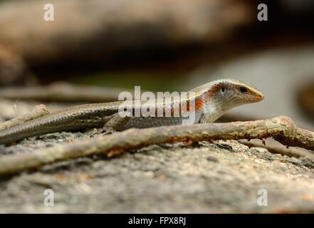 Schöne Viele gesäumten Sun Skink (Mabuya Multifasciata) inThai Wald Stockfoto