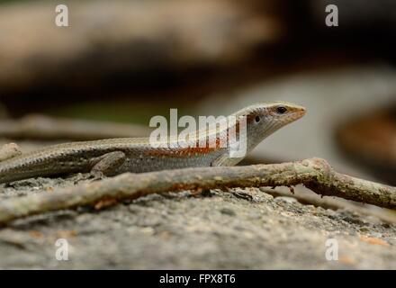 Schöne Viele gesäumten Sun Skink (Mabuya Multifasciata) inThai Wald Stockfoto