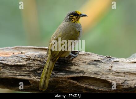 schöne Streifen-throated Bulbul (Pycnonotus Finlaysoni) in Thai Wald Stockfoto