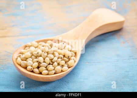 Sorghum-Korn auf einem Holzlöffel gegen blau lackierten Grunge Holz Stockfoto