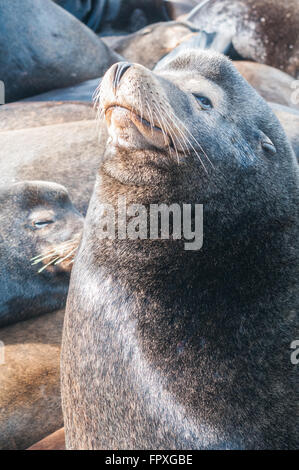 Ein reifer männlicher kalifornische Seelöwe (Zalophus Californianus) sonnt sich in der Sonne. Kolumbien Fluß, Rainier, Oregon Stockfoto