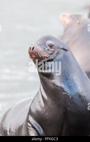 Ein Porträt von einem Erwachsenen weiblichen kalifornische Seelöwe (Zalophus Californianus) sitzen am Rand Wassers. Rainier, Oregon, USA. Stockfoto