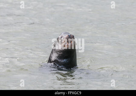 A schwimmen männliche kalifornische Seelöwe (Zalophus Californianus) streckt den Hals über dem Wasser. Rainier, Oregon, USA. Stockfoto