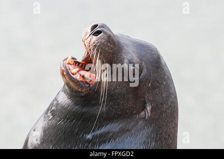 Eine junge männliche kalifornische Seelöwe (Zalophus Californianus) heult. Rainier, Oregon, USA. Stockfoto