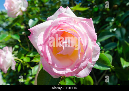 alte Mode rosa rose in voller Blüte Stockfoto