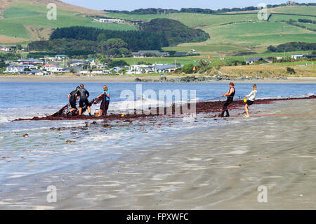 Flunder fangen in Riverton, Neuseeland Stockfoto