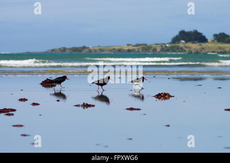 Austernfischer bei Ebbe - Riverton, Neuseeland Stockfoto