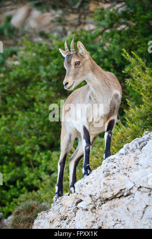 Iberischer Steinbock (Capra Pyrenaica Hispanica) Lebensraum. Els Ports Naturpark. Katalonien. Spanien. Stockfoto