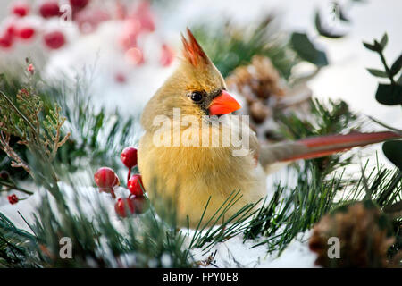 Weiblich-Kardinal im Winterschnee Stockfoto