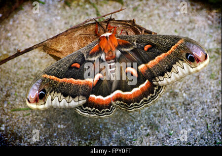 Cecropia Motte auf Cocoon entstanden neu hautnah Stockfoto