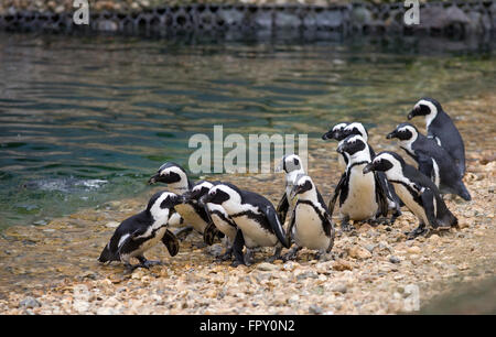 Herde Afrikanischer Pinguine versammeln sich auf mock Strand bei Birdworld Stockfoto