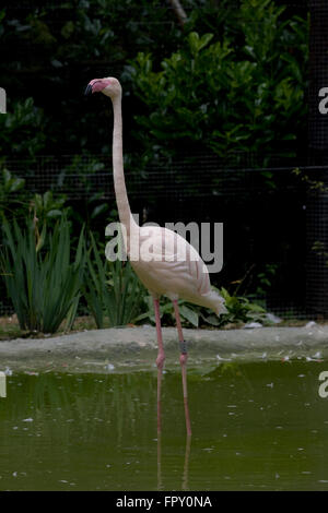 Flamingo, Birdworld, ledig, rosa, stehend, Teich Stockfoto