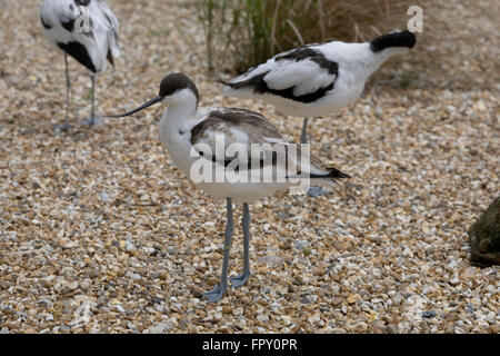 pied Avocet, Birdworld, Recurvirostra avosetta Stockfoto