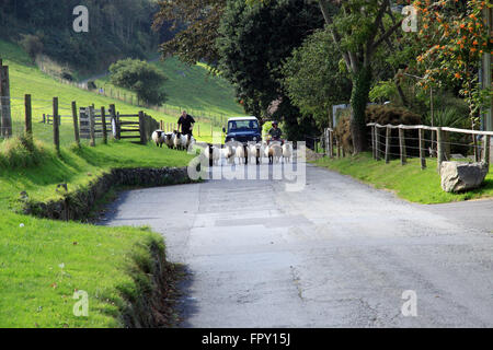 Schafe getrieben entlang Landstraße in Somerset, England Stockfoto