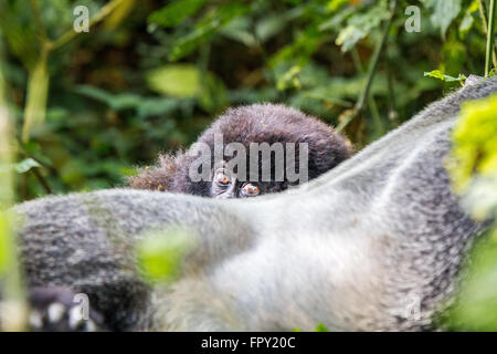 Silverback Berggorillas im Virunga-Nationalpark. Stockfoto