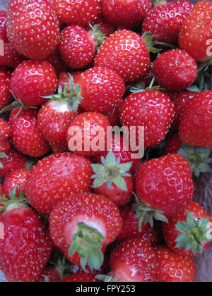 Frische Erdbeeren gepflückt, Hintergrund. Stockfoto