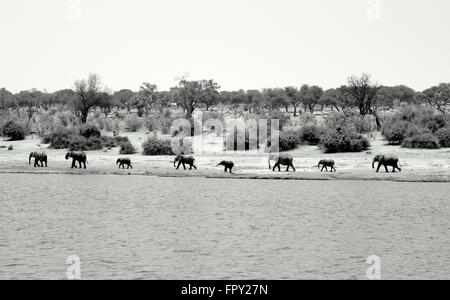 Zu Fuß entlang der Ufer des Chobe Flusses Elefantenherde Stockfoto