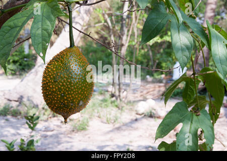 GAC Frucht (Momordica Cochinchinensis) ist in ganz Südostasien angebaut Stockfoto