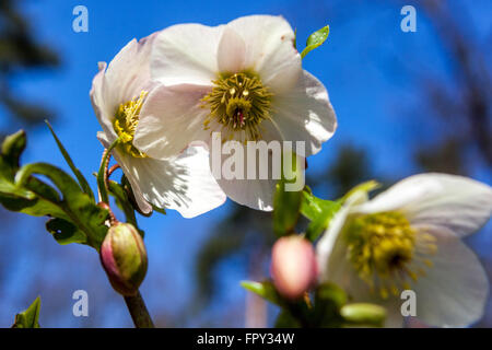 Hellebore Fastenrose Helleborus nigercors 'Marshmallow' Helleborus Weiße Helleborus Blumen Weihnachtsrose, Blume Nahaufnahme Gartenblumen Spätwinter Stockfoto