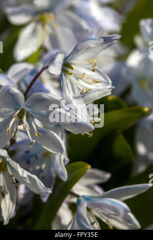 Scilla Mischtschenkoana, Sy Scilla Tubergeniana – Tubergen Blaustern Stockfoto