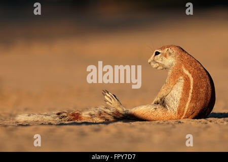 Borstenhörnchen (Xerus Inaurus), Kalahari-Wüste, Südafrika Stockfoto