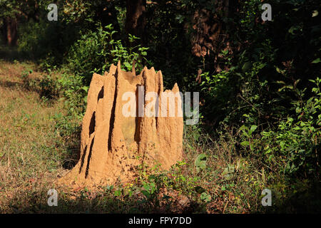 Großen Termite Hügel im Wald, Kanha Nationalpark, Indien Stockfoto