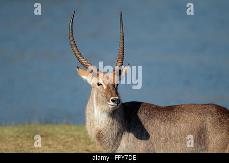 Porträt des großen Wasserbock (Kobus Ellipsiprymnus), Stier Süd Afrika Stockfoto