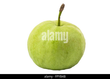 Guavafrüchte isoliert auf weißem Hintergrund und Clipping-Pfad Stockfoto