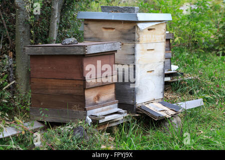 Ein Foto von einem künstlichen Bienenstock in einem nachhaltigen Garten auf der Schweibenalp in der Schweiz. Stockfoto