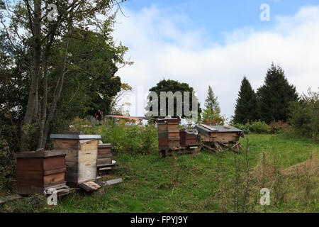 Ein Foto von einem Mann Bienenstöcke nachhaltige Gartenbereich auf der Schweibenalp in der Schweiz hergestellt. Stockfoto