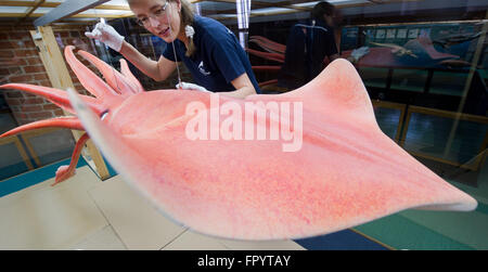 Stralsund, Deutschland. 16. März 2016. Meeresbiologe Dorit Liebers-Helbig präsentiert ein Modell von einem Humboldt Calamar (Dosidicus Gigas) auf das Meeresmuseum in Stralsund, Deutschland, 16. März 2016. Die neue Ausstellung mit dem Titel "Kraken & Konsorten" informiert über die tierischen Klasse der Kopffüßer. Foto: STEFAN SAUER/Dpa/Alamy Live News Stockfoto