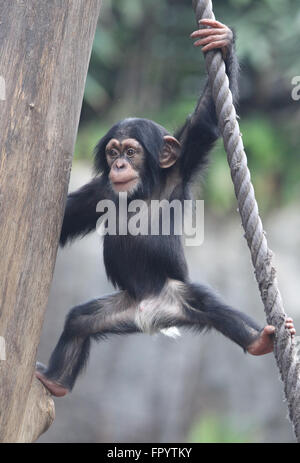 Leiozig, Deutschland. 8. März 2016. Ein Schimpanse Baby klettert auf einen Baum im Leipziger Zoo in Leiozig, Deutschland, 8. März 2016. Das Forschungszentrum der Max-Planck-Gesellschaft im Leipziger Zoo feiert sein 15-jähriges bestehen. Es wurde am 1. April 2001 gegründet. Foto: Sebastian Willnow/Dpa/Alamy Live News Stockfoto