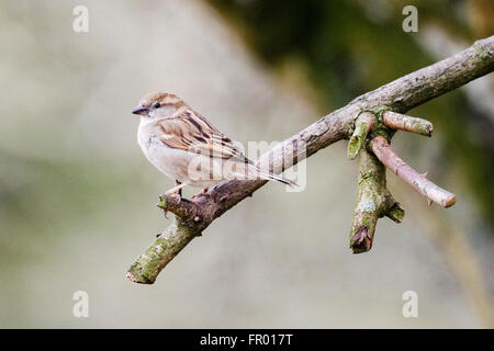 20. März 2016. Welt sparrow Tag zielt darauf ab, das Bewusstsein für die Erhaltung der Haussperling (Passer domesticus) eine weibliche Spatz auf einem Ast Sitzstangen, UK Credit: Ed Brown/Alamy Leben Nachrichten heben Stockfoto