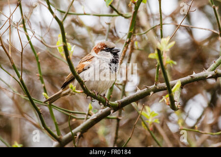 20. März 2016. Welt sparrow Tag soll das Bewusstsein für die Erhaltung der Haussperling (Passer domesticus) ein männlicher Spatz Sitzstangen in einem Baum zu heben, UK Credit: Ed Brown/Alamy leben Nachrichten Stockfoto