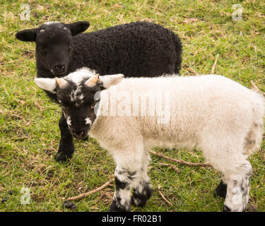 Hill Farm, Morestead, Hampshire UK. 20. März 2016. UK Wetter: Neue geborene Lämmer genießen einen trüben Frühling Äquinoktikum-Tag. Dieses Datum sieht werden Tag und Nacht die gleiche Länge vor der Zeichnung, der Tageslichtstunden in Richtung Sommer. Bildnachweis: Patricia Phillips/Alamy Live-Nachrichten Stockfoto