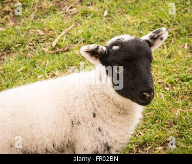 Hill Farm, Morestead, Hampshire UK. 20. März 2016. UK-Wetter: Ein Neugeborenes Lamm genießt einen trüben Frühling Äquinoktikum-Tag. Dieses Datum sieht werden Tag und Nacht die gleiche Länge vor der Zeichnung, der Tageslichtstunden in Richtung Sommer. Bildnachweis: Patricia Phillips/Alamy Live-Nachrichten Stockfoto