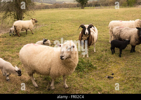 Hill Farm, Morestead, Hampshire UK. 20. März 2016. UK Wetter: Neu geborenen Lämmer und deren Mütter genießen Sie einen bewölkten Frühling Äquinoktikum-Tag. Dieses Datum sieht werden Tag und Nacht die gleiche Länge vor der Zeichnung, der Tageslichtstunden in Richtung Sommer. Bildnachweis: Patricia Phillips/Alamy Live-Nachrichten Stockfoto