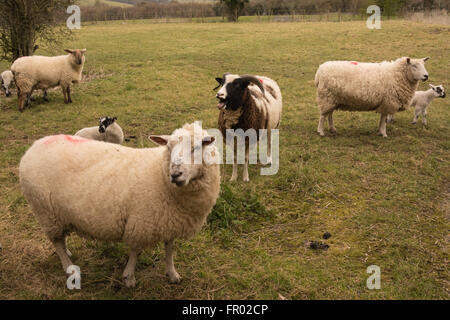 Hill Farm, Morestead, Hampshire UK. 20. März 2016. UK Wetter: Neue geborene Lämmer genießen einen trüben Frühling Äquinoktikum-Tag. Dieses Datum sieht werden Tag und Nacht die gleiche Länge vor der Zeichnung, der Tageslichtstunden in Richtung Sommer. Bildnachweis: Patricia Phillips/Alamy Live-Nachrichten Stockfoto