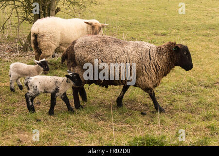 Hill Farm, Morestead, Hampshire UK. 20. März 2016. UK Wetter: Neu geborenen Lämmer und deren Mütter genießen Sie einen bewölkten Frühling Äquinoktikum-Tag. Dieses Datum sieht werden Tag und Nacht die gleiche Länge vor der Zeichnung, der Tageslichtstunden in Richtung Sommer. Bildnachweis: Patricia Phillips/Alamy Live-Nachrichten Stockfoto