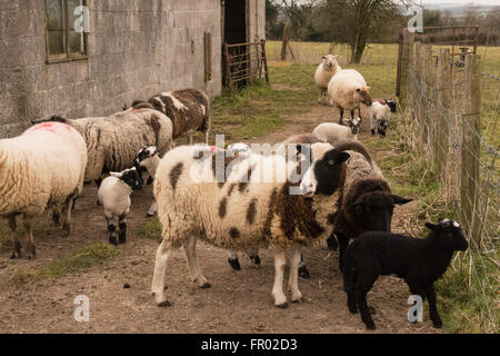 Hill Farm, Morestead, Hampshire UK. 20. März 2016. UK Wetter: Neu geborenen Lämmer und deren Mütter genießen Sie einen bewölkten Frühling Äquinoktikum-Tag. Dieses Datum sieht werden Tag und Nacht die gleiche Länge vor der Zeichnung, der Tageslichtstunden in Richtung Sommer. Bildnachweis: Patricia Phillips/Alamy Live-Nachrichten Stockfoto