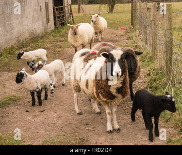 Hill Farm, Morestead, Hampshire UK. 20. März 2016. UK Wetter: Neu geborenen Lämmer und deren Mütter genießen Sie einen bewölkten Frühling Äquinoktikum-Tag. Dieses Datum sieht werden Tag und Nacht die gleiche Länge vor der Zeichnung, der Tageslichtstunden in Richtung Sommer. Bildnachweis: Patricia Phillips/Alamy Live-Nachrichten Stockfoto