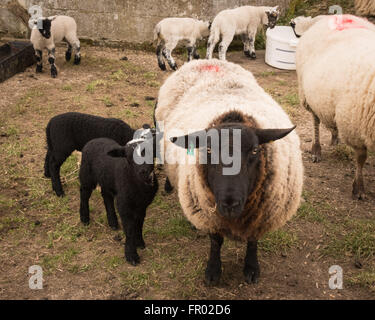 Hill Farm, Morestead, Hampshire UK. 20. März 2016. UK Wetter: Neu geborenen Lämmer und deren Mütter genießen Sie einen bewölkten Frühling Äquinoktikum-Tag. Dieses Datum sieht werden Tag und Nacht die gleiche Länge vor der Zeichnung, der Tageslichtstunden in Richtung Sommer. Bildnachweis: Patricia Phillips/Alamy Live-Nachrichten Stockfoto