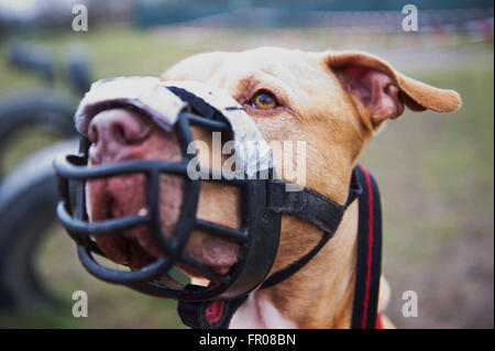 Berlin, Deutschland. 4. Februar 2016. Aufgeführten Hund Shrek auf dem Trainingsplatz im Tierheim in Berlin, Deutschland, 4. Februar 2016. Shrek ist als ein Stafford-Terrier-Hybrid eines der Tiere, die waren auf Index und werden vom Senat gefährlich angesehen. Foto: Christina Sabrowsky/Dpa/Alamy Live News Stockfoto