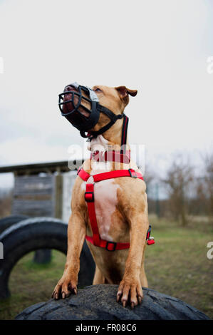 Berlin, Deutschland. 4. Februar 2016. Aufgeführten Hund Shrek auf dem Trainingsplatz im Tierheim in Berlin, Deutschland, 4. Februar 2016. Shrek ist als ein Stafford-Terrier-Hybrid eines der Tiere, die waren auf Index und werden vom Senat gefährlich angesehen. Foto: Christina Sabrowsky/Dpa/Alamy Live News Stockfoto