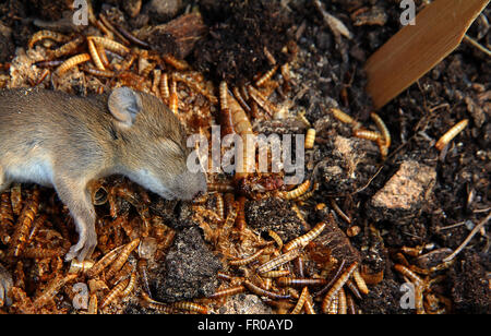 Maus auf Wurm und Boden tot Stockfoto