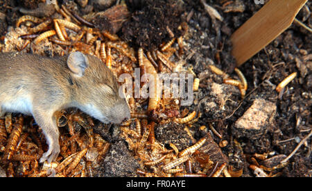 Maus auf Wurm und Boden tot Stockfoto