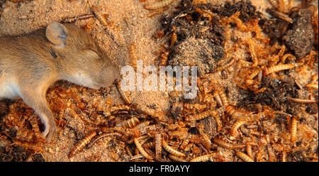 Maus auf Wurm und Boden tot Stockfoto