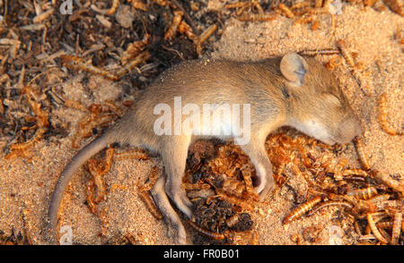 Maus auf Wurm und Boden tot Stockfoto