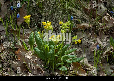 Primula Veris (Schlüsselblume). Häufig in den Feldern und Wiesen der Murgash Berg, Bulgarien Stockfoto